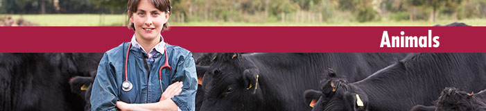 Animals Page Banner