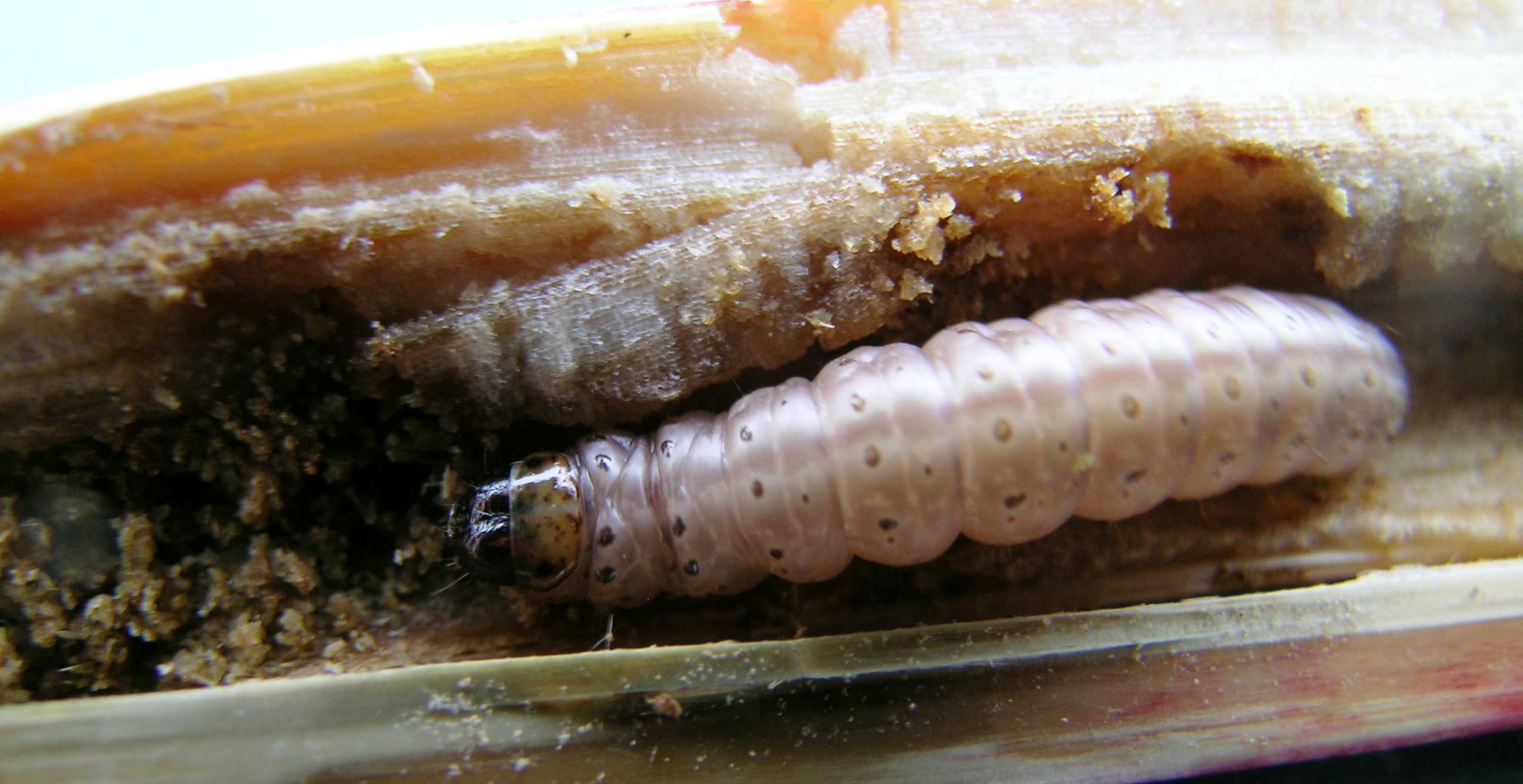 Province of Manitoba agriculture European Corn Borer