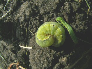 Green phase of larvae