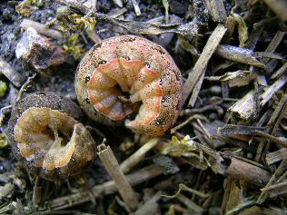Brown phase of larvae
