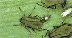 English grain aphid