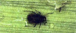Birdcherry-oat aphid