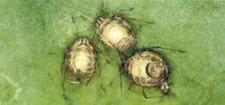 Aphid "mummies"