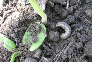 Cutworm