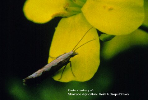 Diamondback Moth