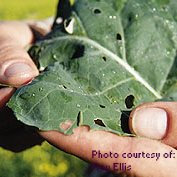 Diamondback Moth