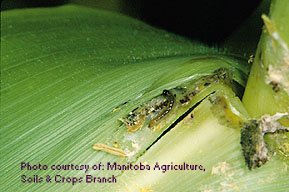 European Corn Borer