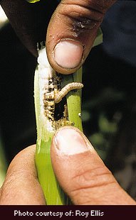 European Corn Borer