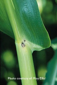 European Corn Borer