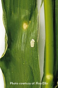 Corn Borer