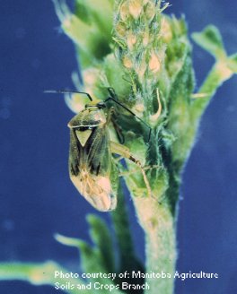 Lygus bug nymph
