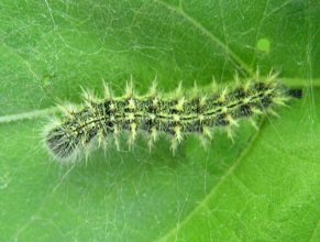 Thistle Caterpillar