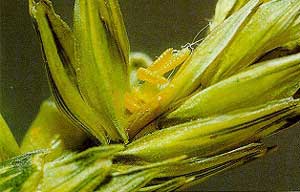 Orange Wheat Blossom Midge