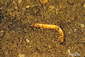 Wireworms