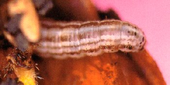 Cutworms II