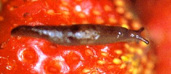 Slugs II