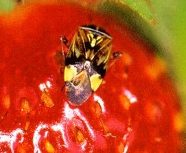 Tarnished Plant Bug l