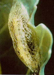 Diamondback Moth Pupae