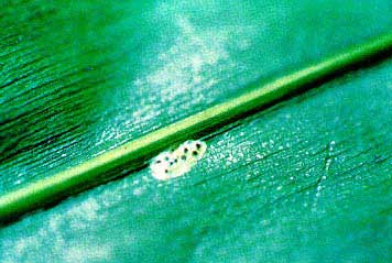 The dark appearance is caused by the dark heads of the young borers inside the eggs