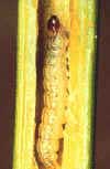 Older larvae are flesh coloured with black spots