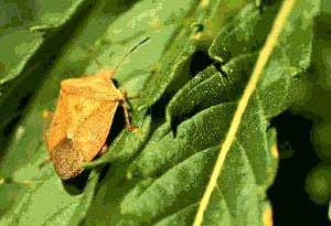 Stink bug