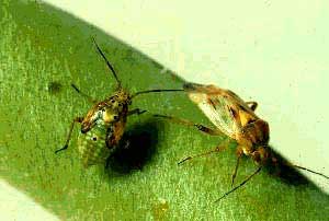 Lygus Bugs