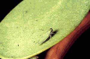 Leafhoppers