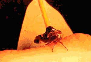 Treehoppers