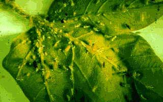Aphids