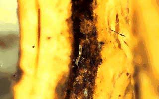 Dark Winged Fungus Gnats