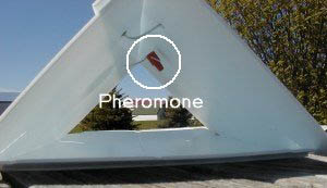 Assembling the traps - Pheremone placed in trap