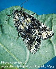 Adult bertha armyworm moth