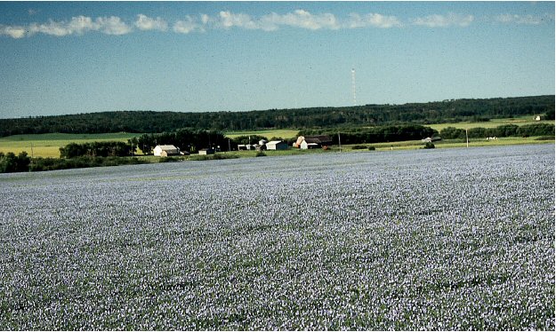Organic Farm