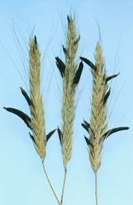 Ergot in rye head
