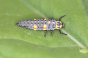 ladybug larva