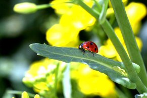 ladybug adult
