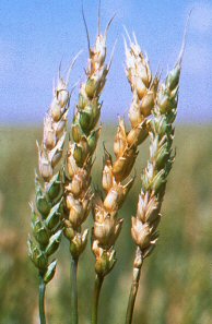 Fusarium head blight