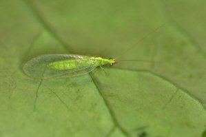 lacewing