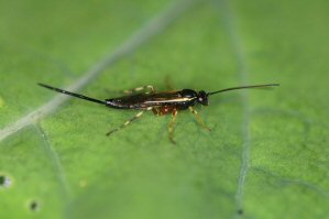 parasitic wasp
