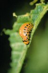 Colorado potato beetle larva
