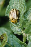 Colorado potato beetle adult