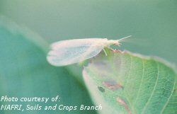 Green lacewing adult