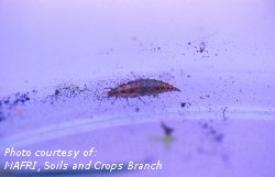 Green lacewing larva