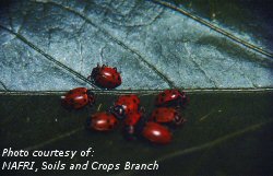 Ladybird Beetle adult