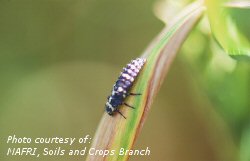 Ladybird beetle larvae