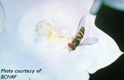 Hovery fly adult