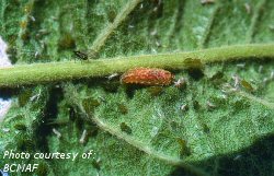 Hover fly larva