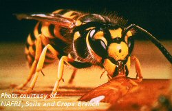 Yellowjacket wasp