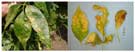 Ash tree leaf damage