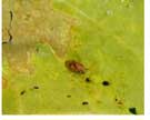 Ash plant nymph